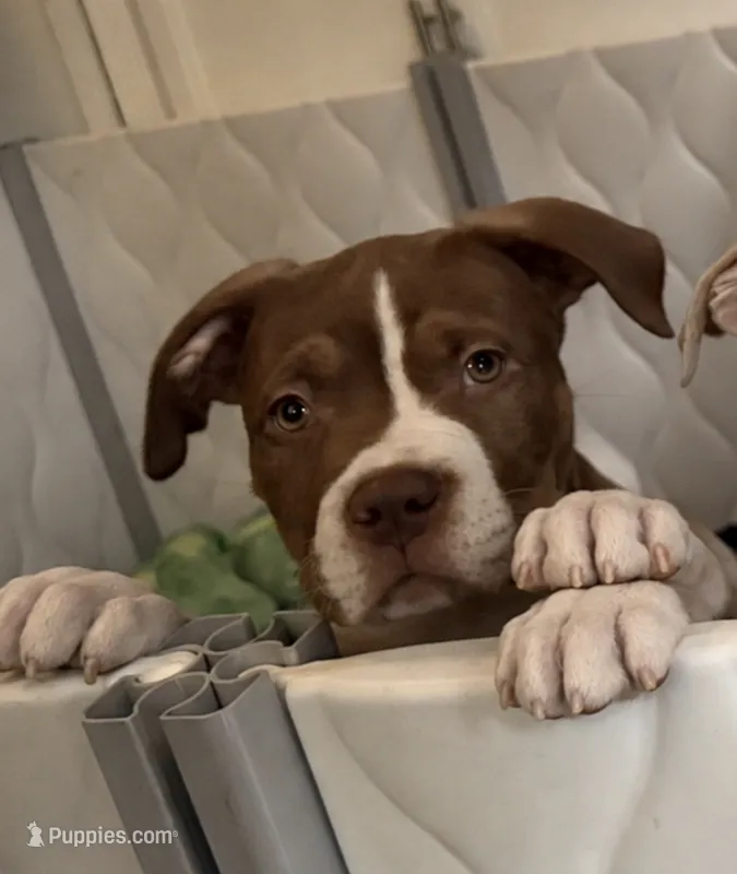 Chocolate Peid girl  – American Bully puppy for sale in Alexandria, VA