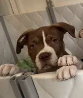 Chocolate Peid girl , a female American Bully for sale in Alexandria, VA – 1 of 1