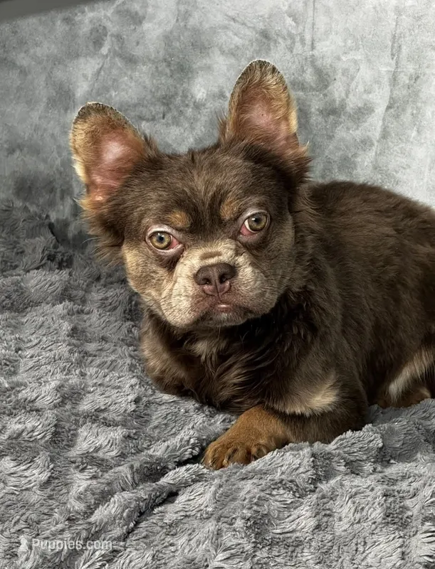 Isabella Fluffy boy  – French Bulldog puppy for sale in Alexandria, VA