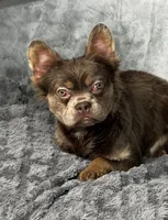 Isabella Fluffy boy , a male French Bulldog for sale in Alexandria, VA – 1 of 1
