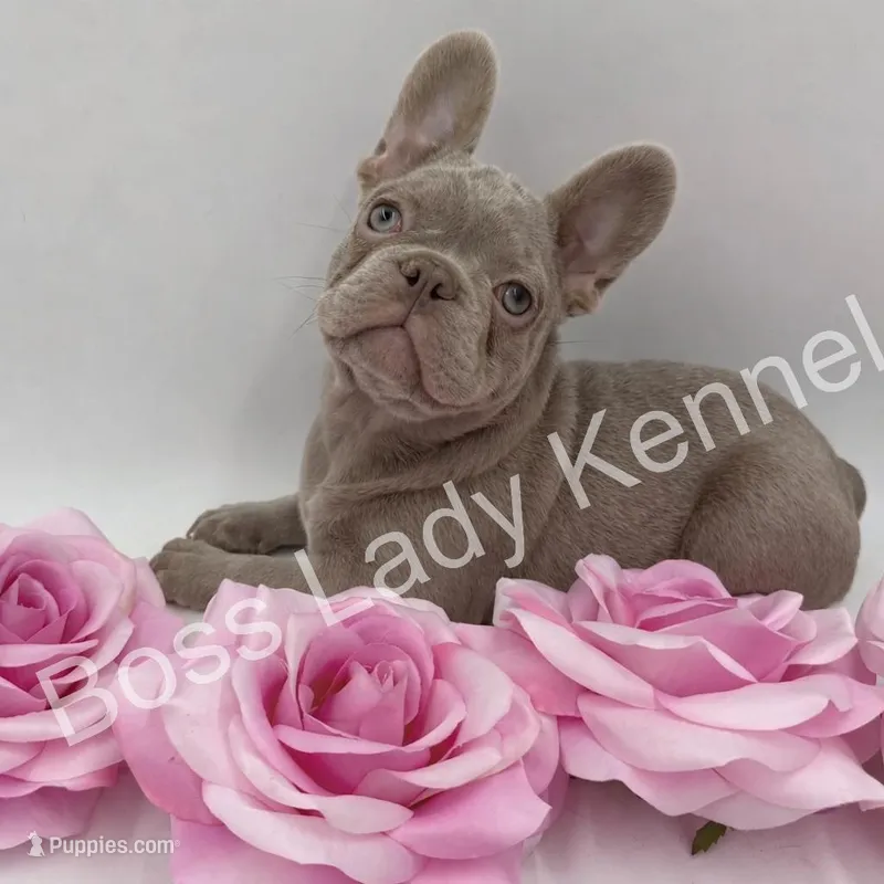 Isabella girl  – French Bulldog puppy for sale in Alexandria, VA