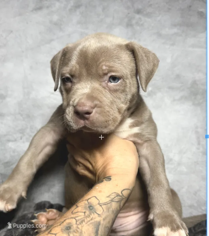 Lilac boy - green – American Bully puppy for sale in Alexandria, VA