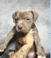 Lilac boy - green, a male American Bully for sale in Alexandria, VA – 1 of 1