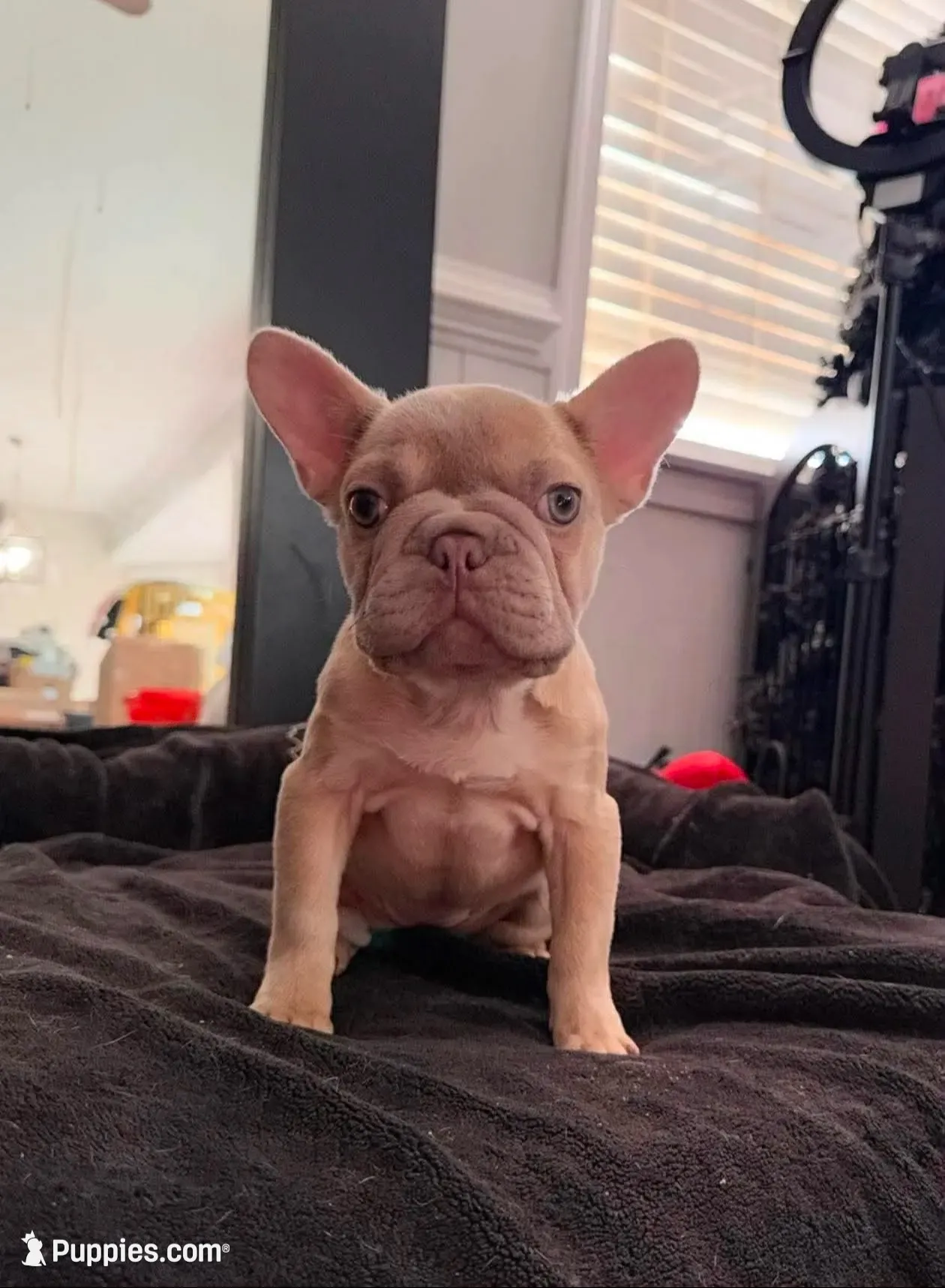 Pixie , a female French Bulldog for sale in Alexandria, VA – 2 of 2