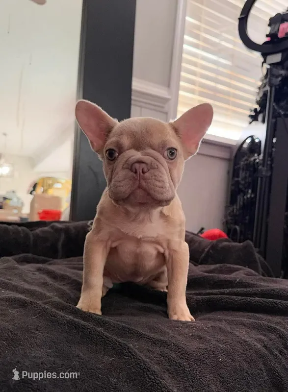 Pixie  – French Bulldog puppy for sale in Alexandria, VA