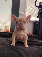 Pixie , a female French Bulldog for sale in Alexandria, VA – 1 of 1