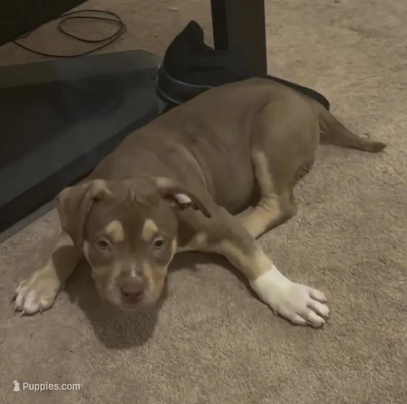Chocolate tri female  – American Bully puppy for sale in Alexandria, VA