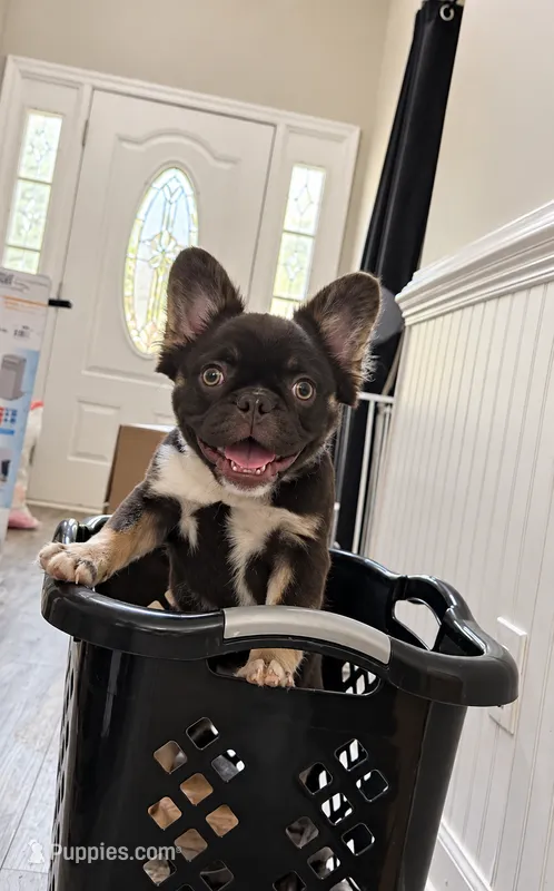 Truffle  – French Bulldog puppy for sale in Alexandria, VA