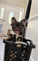 Truffle , a female French Bulldog for sale in Alexandria, VA – 1 of 1
