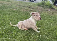 Merle boy , a male American Bully for sale in Alexandria, VA – 2 of 3