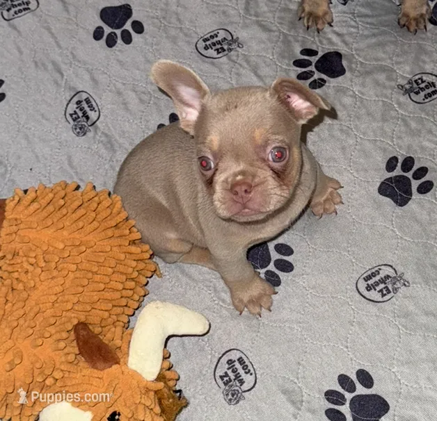 Isabella boy – French Bulldog puppy for sale in Alexandria, VA
