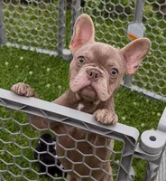 Isabelle boy , a male French Bulldog for sale in Alexandria, VA – 1 of 1