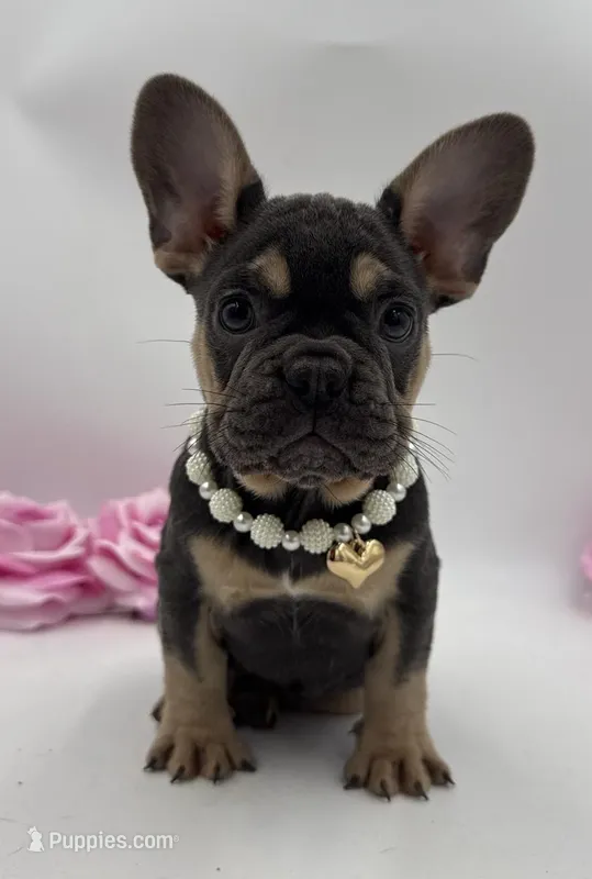 Blue girl  – French Bulldog puppy for sale in Alexandria, VA