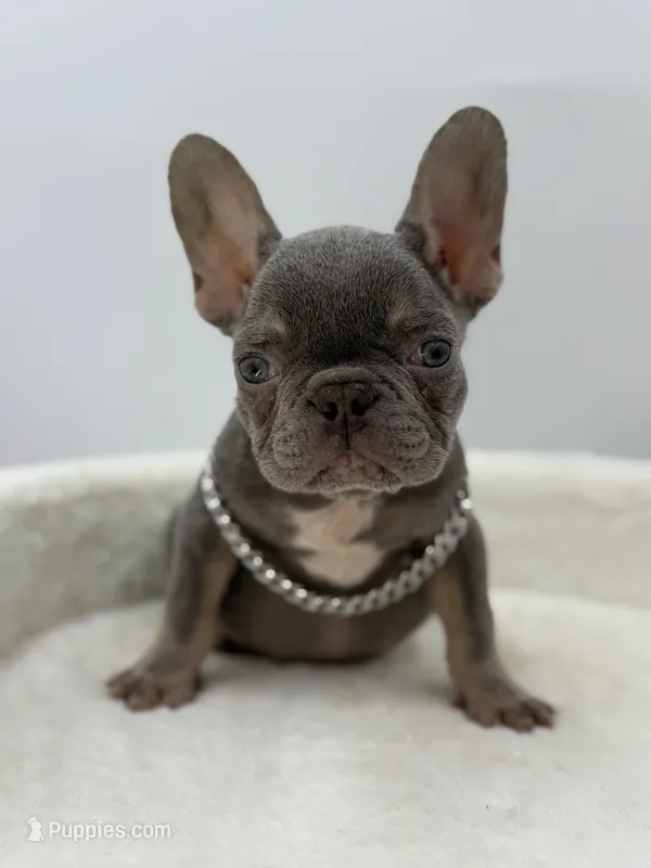 Squeaks – French Bulldog puppy for sale in Alexandria, VA