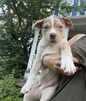 Merle boy , a male American Bully for sale in Alexandria, VA – 3 of 3
