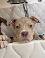 Merle girl , a female American Bully for sale in Alexandria, VA – 1 of 2