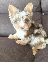 Bohdi chocolate merle tweed, a male Yorkshire Terrier for sale in Galesburg, MI – Photo 7 of 7