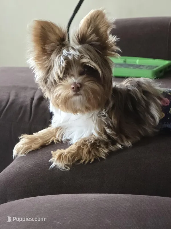 Bohdi chocolate merle tweed