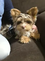 Bohdi chocolate merle tweed, a male Yorkshire Terrier for sale in Galesburg, MI – Photo 6 of 7