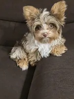 Bohdi chocolate merle tweed, a male Yorkshire Terrier for sale in Galesburg, MI – Photo 2 of 7