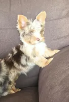 Bohdi chocolate merle tweed, a male Yorkshire Terrier for sale in Galesburg, MI – Photo 3 of 7