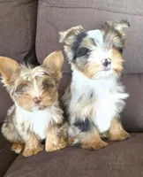 Bohdi chocolate merle tweed, a male Yorkshire Terrier for sale in Galesburg, MI – Photo 4 of 7