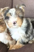 Remy blackberry merle parti, a male Yorkshire Terrier for sale in Galesburg, MI – Photo 4 of 5