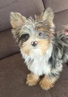 Remy blackberry merle parti, a male Yorkshire Terrier for sale in Galesburg, MI – Photo 1 of 5