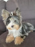 Yorkie Blackberry Merle Parti, a male Yorkshire Terrier for sale in Galesburg, MI – Photo 4 of 5