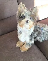 Remy blackberry merle parti, a male Yorkshire Terrier for sale in Galesburg, MI – Photo 2 of 5