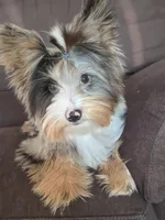 Yorkie Blackberry Merle Parti, a male Yorkshire Terrier for sale in Galesburg, MI – Photo 2 of 5