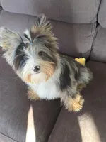 Yorkie Blackberry Merle Parti, a male Yorkshire Terrier for sale in Galesburg, MI – Photo 3 of 5