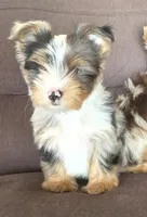 Remy blackberry merle parti, a male Yorkshire Terrier for sale in Galesburg, MI – Photo 3 of 5