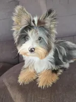 Yorkie Blackberry Merle Parti, a male Yorkshire Terrier for sale in Galesburg, MI – Photo 1 of 5