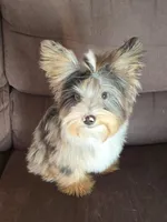 Yorkie Blackberry Merle Parti, a male Yorkshire Terrier for sale in Galesburg, MI – Photo 5 of 5