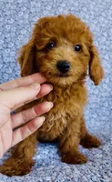 Phoebe, a female Bichpoo for sale in Elkton, KY – 4 of 9