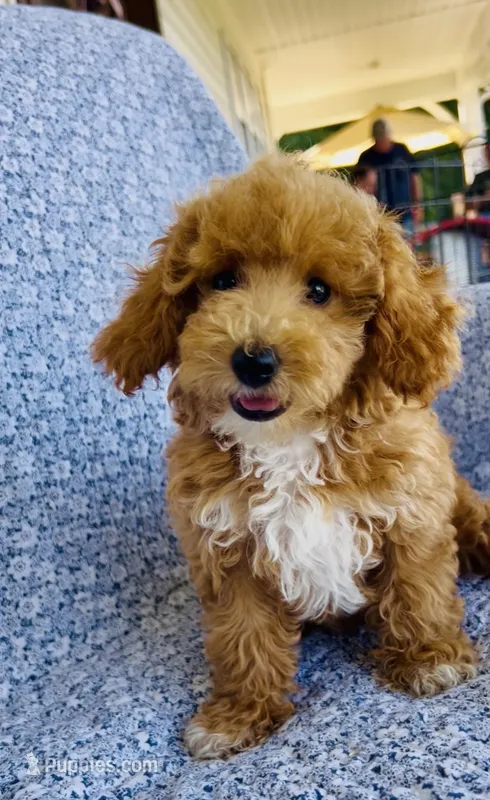 Ellie  – Bichpoo puppy for sale in Elkton, KY
