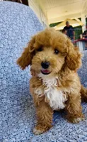 Ellie , a female Bichpoo for sale in Elkton, KY – 1 of 8