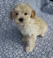 Silas , a male Maltipoo for sale in Elkton, KY – Photo 3 of 10