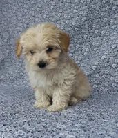 Silas , a male Maltipoo for sale in Elkton, KY – Photo 2 of 10