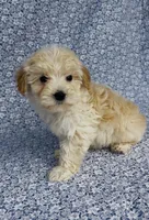 Silas , a male Maltipoo for sale in Elkton, KY – Photo 10 of 10