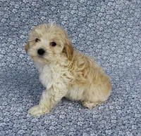 Silas , a male Maltipoo for sale in Elkton, KY – Photo 8 of 10