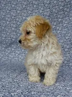 Silas , a male Maltipoo for sale in Elkton, KY – Photo 7 of 10