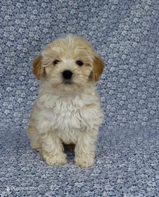 Silas  – Maltipoo puppy for sale in Elkton, KY