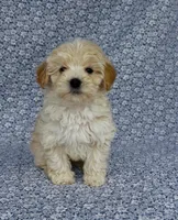 Silas , a male Maltipoo for sale in Elkton, KY – Photo 1 of 10