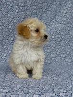 Silas , a male Maltipoo for sale in Elkton, KY – Photo 6 of 10