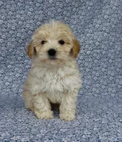 Silas , a male Maltipoo for sale in Elkton, KY – Photo 5 of 10