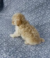Silas , a male Maltipoo for sale in Elkton, KY – Photo 9 of 10