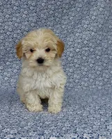 Silas , a male Maltipoo for sale in Elkton, KY – Photo 4 of 10