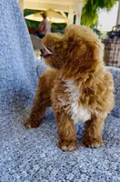 Ellie , a female Bichpoo for sale in Elkton, KY – 3 of 8